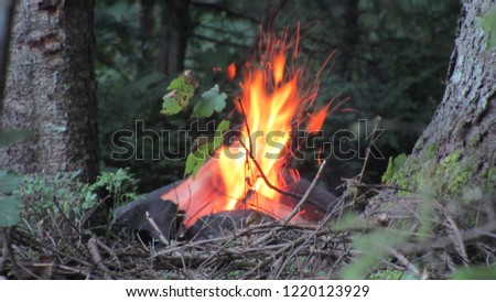 Forest fires caused by tourists. Campfire in forest