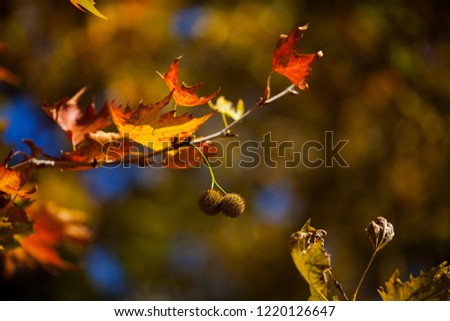 Wallpaper of beautiful autumn color leaves of platan in the park