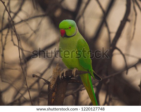 Birds photographs for different purposes like wall decorations, wall paintings, lobby decoration, home decor etc.