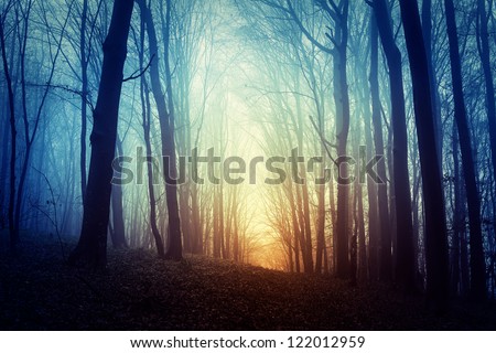 Mysterious forest in fog Royalty-Free Stock Photo #122012959