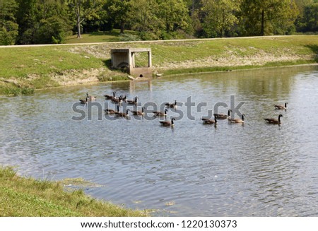 The flock of geese swimming in the lake in the park on a sunny day. 