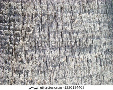 Closeup of a vertical texture of a palm tree.