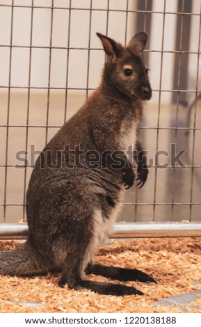 baby kangaroo (joey)