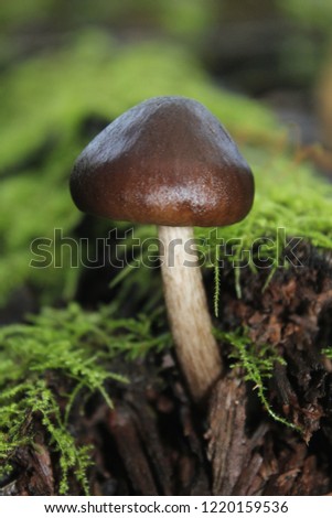 Mushroom Growing out of Log