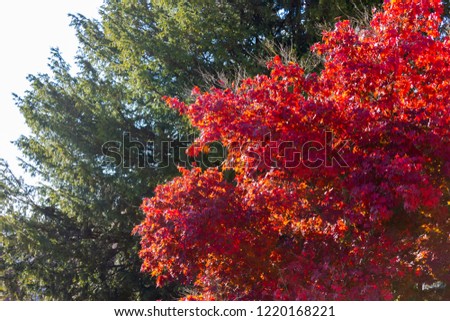 colorful plants leaves at autumn sunny afternoon in south germany countryside