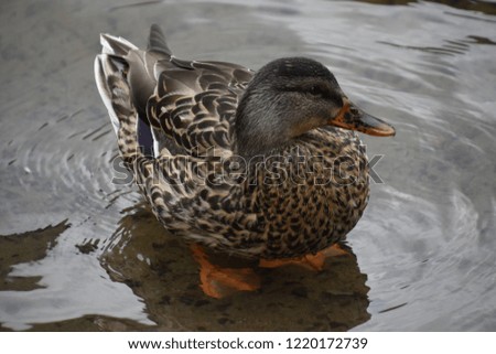 A Teal-Winged Duck