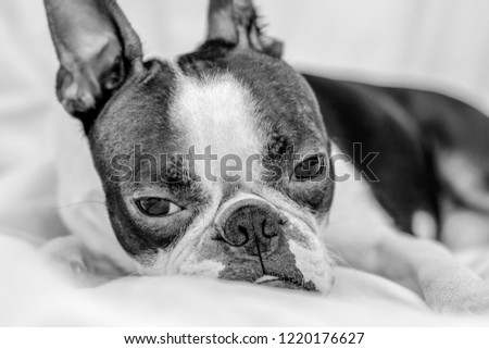 calm and gentle Boston Terrier, black and white photograph