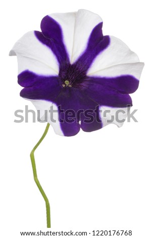 Studio Shot of White and Blue Colored Petunia Flower Isolated on White Background. Large Depth of Field (DOF). Macro. Close-up.