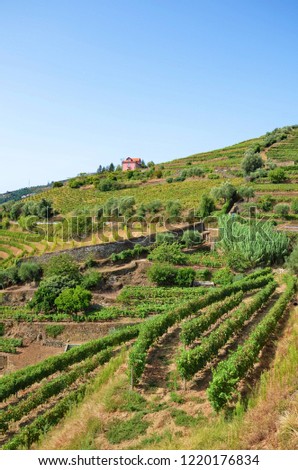 House in the middle of vineyards in a hilly landscape along Douro river, Portugal. Douro Valley is a famous wine region, known mainly for the production of port wine. Photo: September 2nd 2018