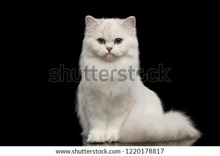 Adorable British breed Cat White color with Blue eyes, Sitting and looking in Camera on Isolated Black Background, front view Royalty-Free Stock Photo #1220178817