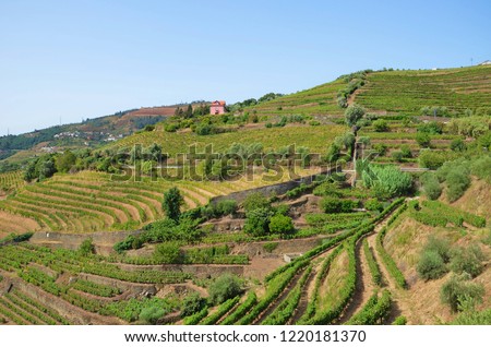 Amazing vineyards with lonely house on the top of the hill along Douro river, Portugal. During summer season is Douro Valley a popular tourist destination with many opportunities to taste port wine. 
