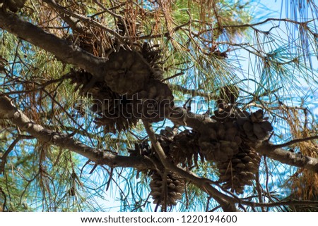 Pine tree pine trees on the island of Crete in Greece.