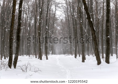 beautiful Christmas mysterious winter snowy forest with footpath