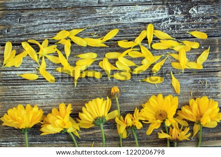 yellow daisy flowers with loose petals above the flowers on a rustic wooden background. Studio photography with natural lighting. 