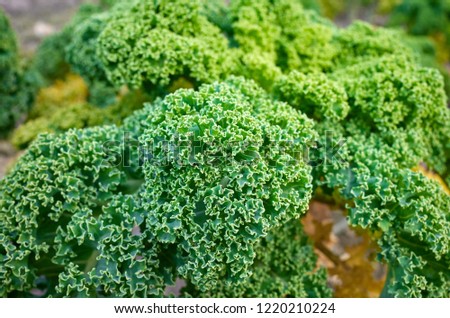 Close up picture of curly kale leaves on a field, selective focus.