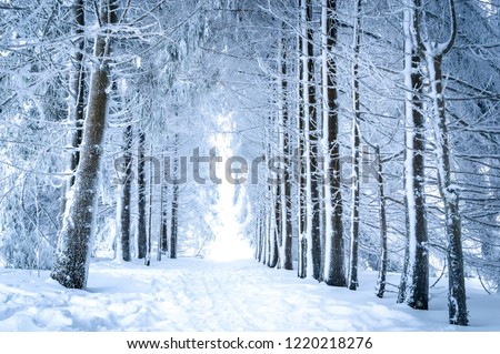 Magical winter landscape: path between snowy trees in forest