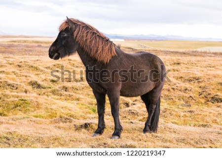 Icelandic Horse. Beautiful Icelandic horse in Iceland. Icelandic horse standing in the field with mountain background.