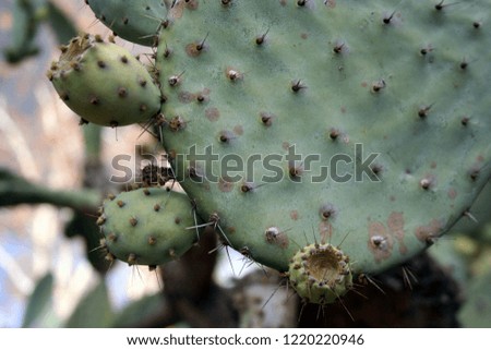 Cactus Plant Growth