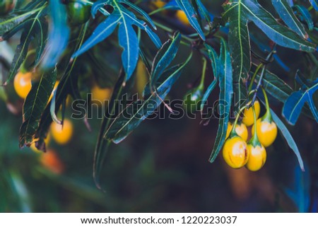 close-up of Bush Tomato plant shot at shallow depth of field, the plant is also known as Kangaroo Apples