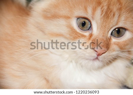 cutey brown cat