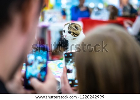 Kittens for sale. People take pictures of a cat. Exhibition sale of pets. The cat looks surprised.
