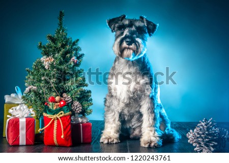 The dog is lying at the Christmas tree. New Year. Christmas tree with red gifts. Christmas. Dog with gifts.