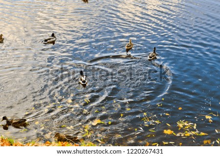 Many gray ducks swim in the water, in a pond, a river, a lake with autumn yellow leaves.