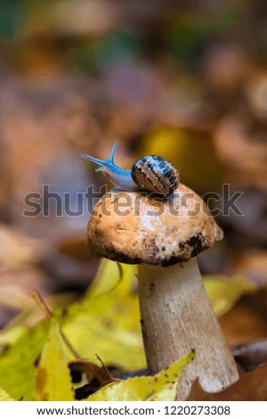 A little cute snail on a pileus of a porcino mushroom in rainy autmn forest. Selective focuse.