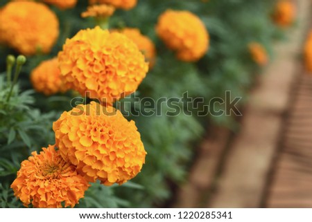 Bright yellow marigolds and young ones with green leaves in garden surroundings. A selective focus image with greenery blurred background.