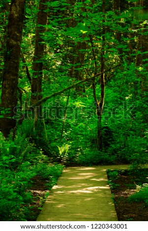 a picture of an exterior Pacific Northwest forest path