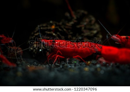 Red neocaridina shrimp fire pet aquarium freshwater 