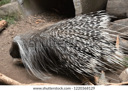 Porcupine in the Wild
