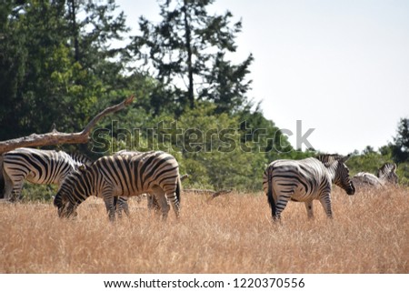 Zebra in the WIld