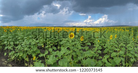 Panoramic view of a sunflower field with the sky.
