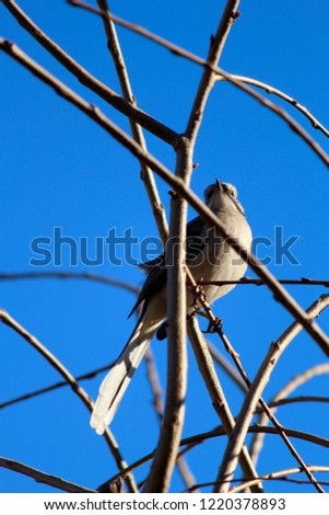 Northern Mockingbird in a tree.