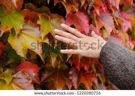 Fall and Autumn Season Concept. Close up of Woman's Hand Gently Touch the Red Autumn Leaves on the Wall