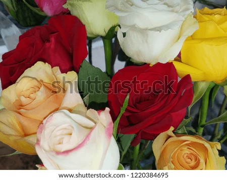 Close Up Fresh Roses Red White Yellow Purple