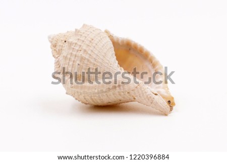 Seashell on a white background 
 Royalty-Free Stock Photo #1220396884