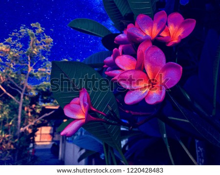 Beautiful Asian pink flowers at night day