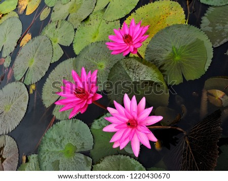Pink lotus flowers blooming in the pond.