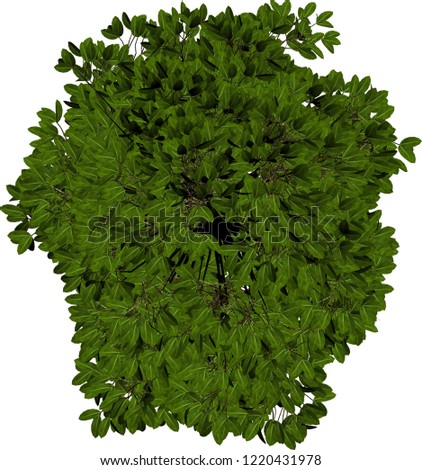 Plant & Tree overhead icon / top view symbol isolated on white background perfect for use with colour floor plans as symbols and icons, landscaping design or any other artist design use