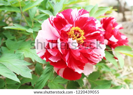 Pink and white peony flower