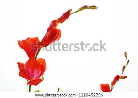 Red Freesia on a white background