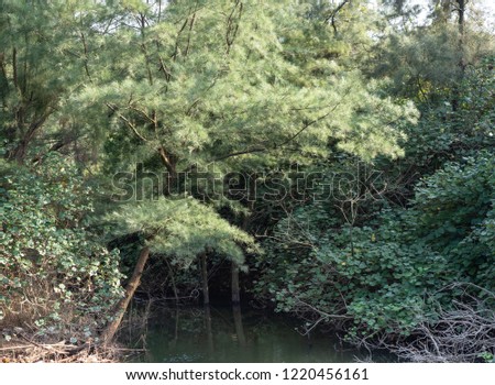 green forest and water