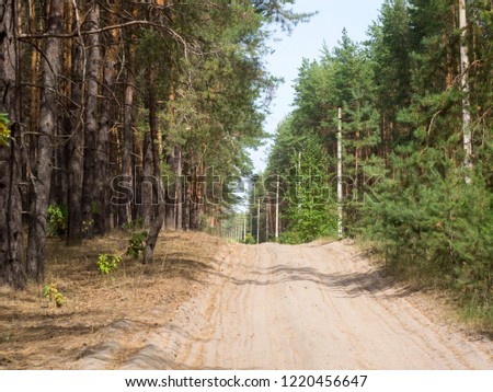 Country road in the forest