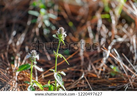 small flowers in forest da lat viet nam