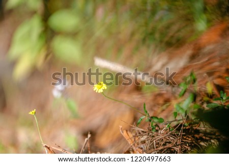small flowers in forest da lat viet nam