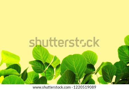 Closeup Green leaf isolated on yellow background of file with Clipping Path .