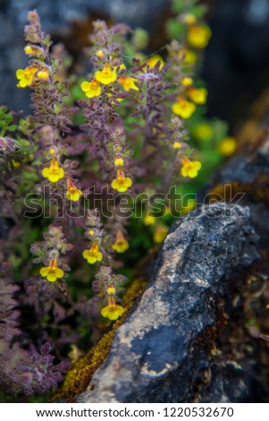 Rare species alpine flower Phitheirospermum parishii Hk. F. at summit of Chiang Dao mountain.Vertical/portrait photo