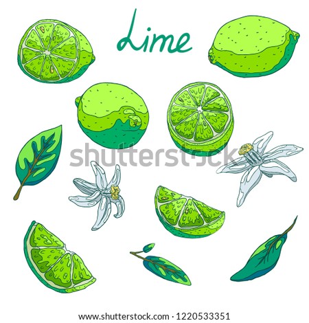 Delicious organic green lime for fresh juice for breakfast. Slices with peel and seeds, half and whole lime. Fragrant white flowers. Green leaves of a tree. Isolated illustration set